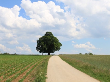 Baum am Wegrand